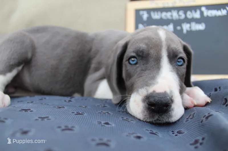 Diamond – Great Dane puppy for sale in Holland Patent, NY