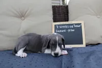 Diamond, a female Great Dane for sale in Holland Patent, NY – Photo 4 of 8