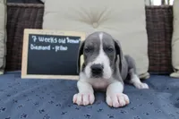 Diamond, a female Great Dane for sale in Holland Patent, NY – Photo 3 of 8