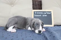 Diamond, a female Great Dane for sale in Holland Patent, NY – Photo 6 of 8