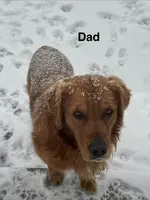 Purple Collar, a female Golden Retriever for sale in Fayette, MO – Photo 5 of 9