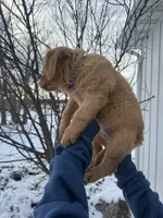 Purple Collar, a female Golden Retriever for sale in Fayette, MO – Photo 2 of 9