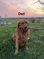 Purple Collar, a female Golden Retriever for sale in Fayette, MO – Photo 8 of 9