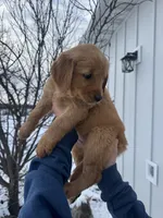 Purple Collar, a female Golden Retriever for sale in Fayette, MO – Photo 4 of 9