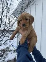 Purple Collar, a female Golden Retriever for sale in Fayette, MO – Photo 3 of 9