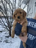 Purple Collar, a female Golden Retriever for sale in Fayette, MO – Photo 1 of 9