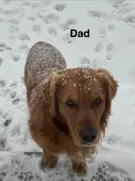 Pink Collar, a female Golden Retriever for sale in Fayette, MO – Photo 6 of 9