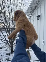 Pink Collar, a female Golden Retriever for sale in Fayette, MO – Photo 4 of 9