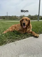 Pink Collar, a female Golden Retriever for sale in Fayette, MO – Photo 5 of 9