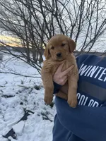Pink Collar, a female Golden Retriever for sale in Fayette, MO – Photo 3 of 9