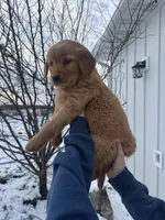 Pink Collar, a female Golden Retriever for sale in Fayette, MO – Photo 2 of 9