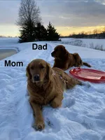 Pink Collar, a female Golden Retriever for sale in Fayette, MO – Photo 9 of 9