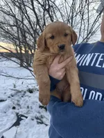 Pink Collar, a female Golden Retriever for sale in Fayette, MO – Photo 1 of 9