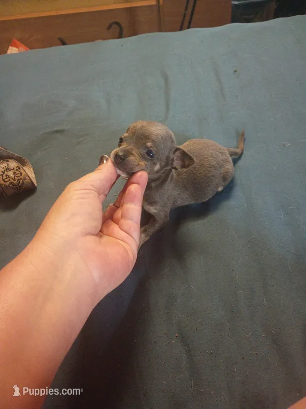 Little man  – Chihuahua puppy for sale in Alexandria, LA