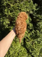 Dark red toy poodle , a female Poodle - Toy  for sale in Rock Island, TN – 3 of 3