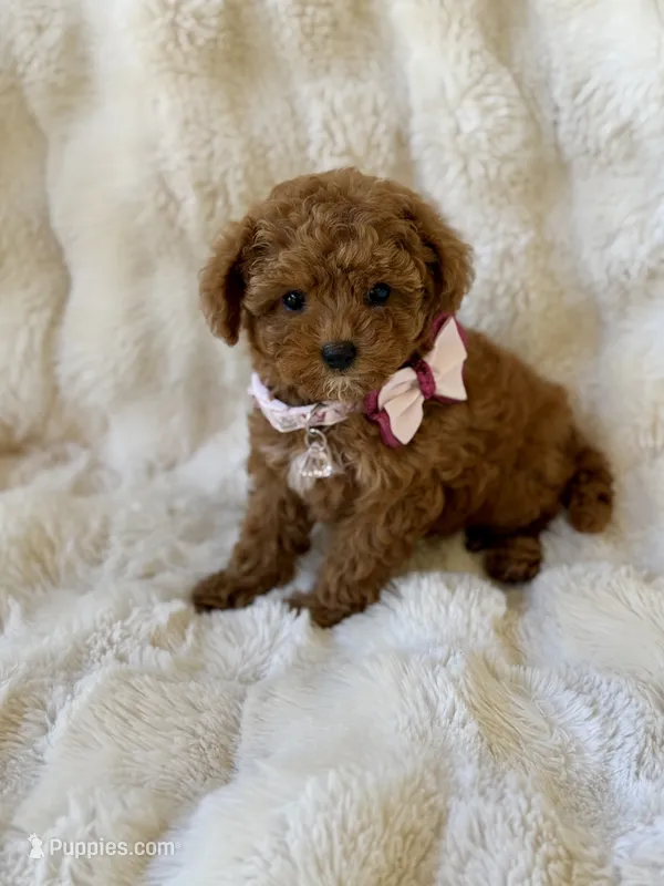 Dark red toy poodle  – Poodle - Toy  puppy for sale in Rock Island, TN