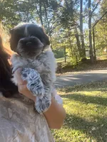 Liver Parti Roan blue eyes , a male Miniature Schnauzer for sale in Rock Island, TN – 3 of 3
