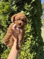 Dark red toy poodle , a female Poodle - Toy  for sale in Rock Island, TN – 2 of 3