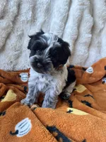 Liver Parti Roan blue eyes , a male Miniature Schnauzer for sale in Rock Island, TN – 2 of 3