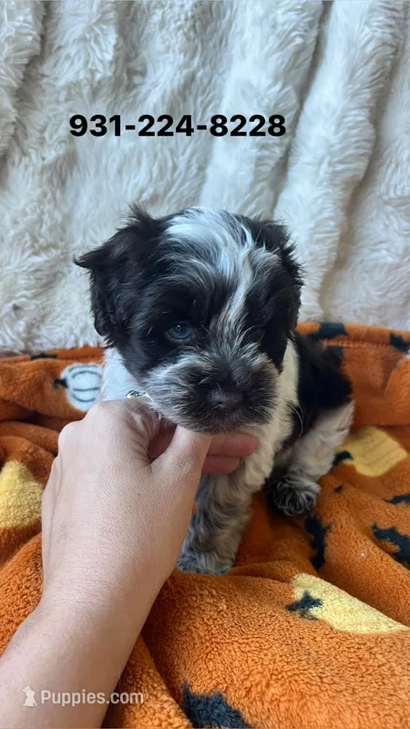 Liver Parti Roan blue eyes  – Miniature Schnauzer puppy for sale in Rock Island, TN