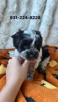 Liver Parti Roan blue eyes , a male Miniature Schnauzer for sale in Rock Island, TN – 1 of 3