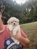 Tiny Toy Maltipoo , a female Maltipoo for sale in Mcminnville, TN – 5 of 5