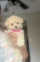 Tiny Toy Maltipoo , a female Maltipoo for sale in Mcminnville, TN – 4 of 5