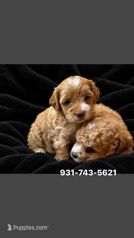 Cockapoos  – Cockapoo puppy for sale in Mcminnville, TN
