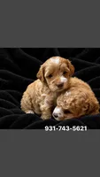 Cockapoos , a female Cockapoo for sale in Mcminnville, TN – 1 of 1