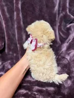 Tiny Toy Maltipoo , a female Maltipoo for sale in Mcminnville, TN – 3 of 5