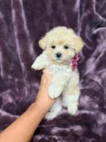 Tiny Toy Maltipoo , a female Maltipoo for sale in Mcminnville, TN – 2 of 5