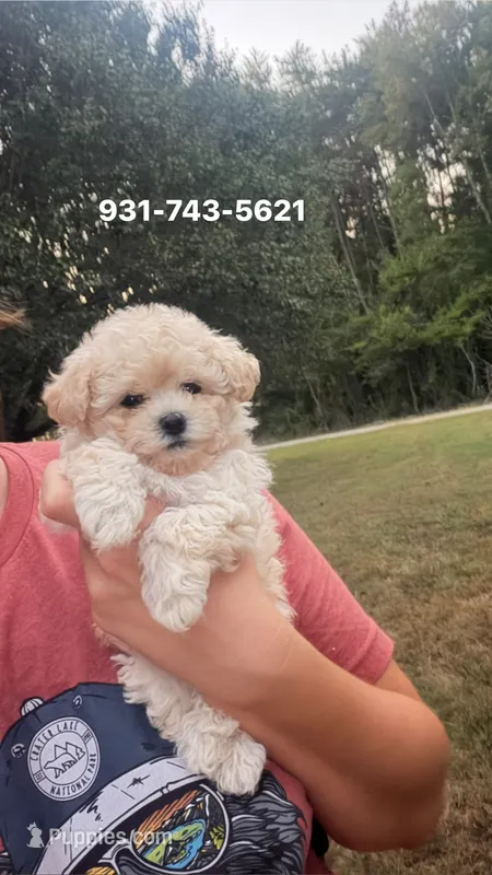 Tiny Toy Maltipoo  – Maltipoo puppy for sale in Mcminnville, TN