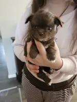 Snickers , a male Chihuahua for sale in Abbotsford, WI – 3 of 3