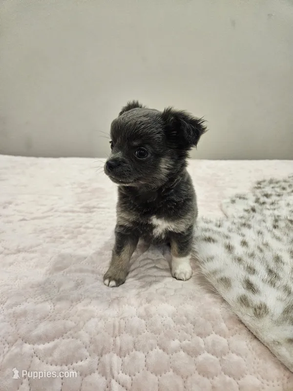Nike  – Chihuahua puppy for sale in Abbotsford, WI