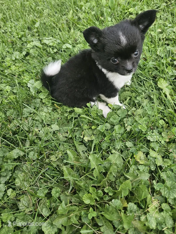 Tina – Chihuahua puppy for sale in Abbotsford, WI