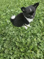 Tina, a female Chihuahua for sale in Abbotsford, WI – 1 of 4