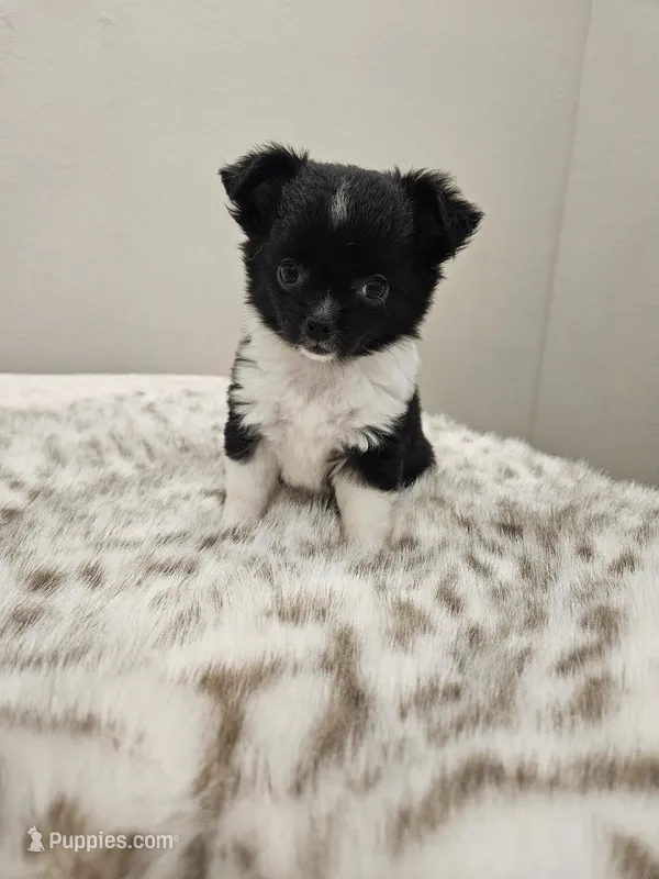 Tina – Chihuahua puppy for sale in Abbotsford, WI