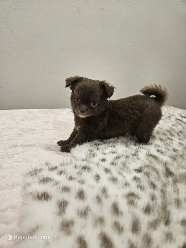 Snickers  – Chihuahua puppy for sale in Abbotsford, WI