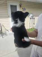 Tina, a female Chihuahua for sale in Abbotsford, WI – 4 of 4