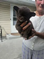 Snickers , a male Chihuahua for sale in Abbotsford, WI – 2 of 3