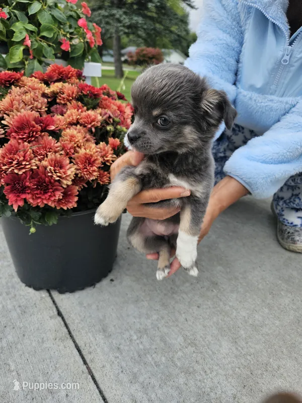 Nike  – Chihuahua puppy for sale in Abbotsford, WI