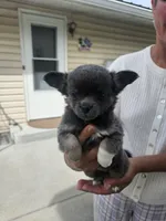 Nike , a female Chihuahua for sale in Abbotsford, WI – 2 of 3