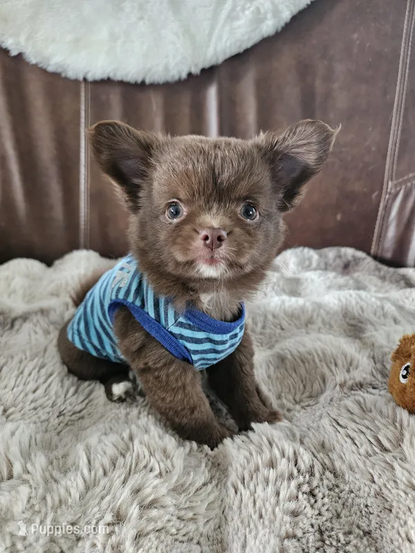 Snickers  – Chihuahua puppy for sale in Abbotsford, WI