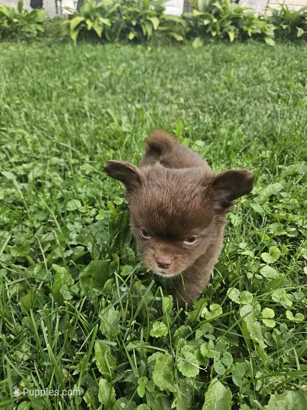 Snickers  – Chihuahua puppy for sale in Abbotsford, WI