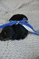 Chip, a male Miniature Dachshund for sale in Riverside, CA – 3 of 6