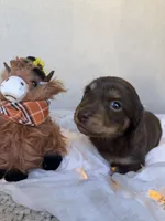 Toffee, a female Miniature Dachshund for sale in Riverside, CA – 2 of 4