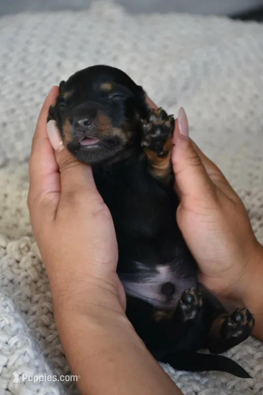 Chip – Miniature Dachshund puppy for sale in Riverside, CA