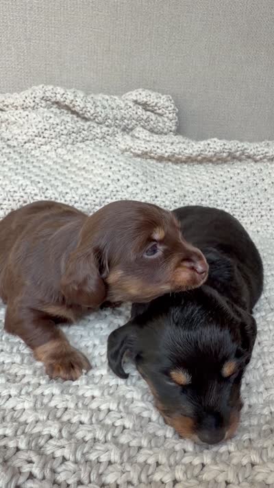 Brownie , a male Miniature Dachshund for sale in Riverside, CA – 5 of 5
