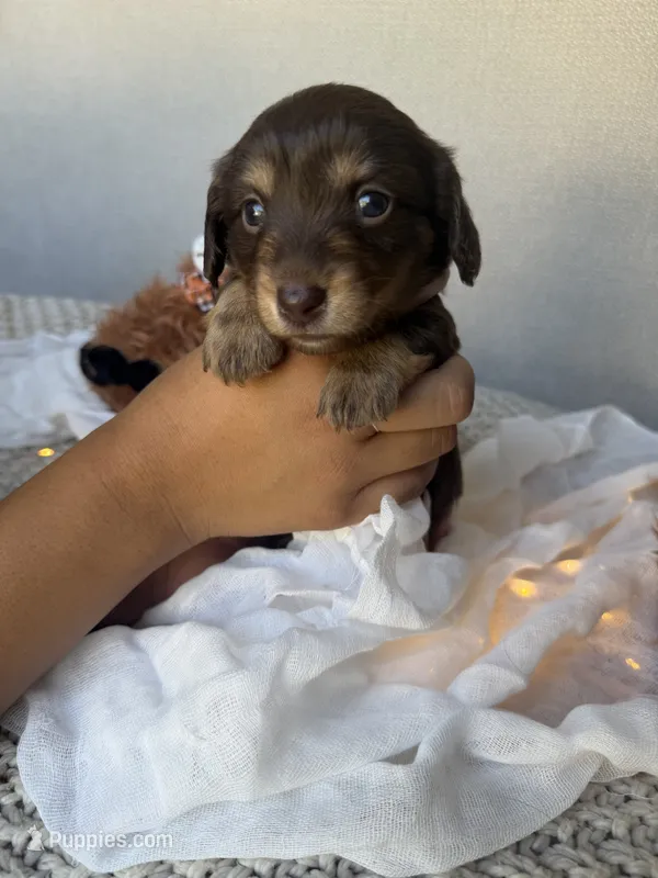 Toffee – Miniature Dachshund puppy for sale in Riverside, CA