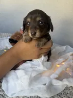 Toffee, a female Miniature Dachshund for sale in Riverside, CA – 1 of 4